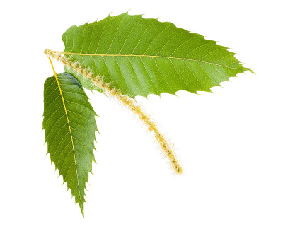 栗