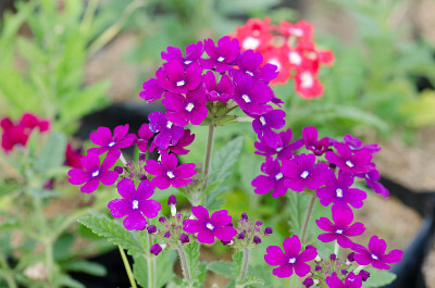 Verbena (verbenas或vervains)