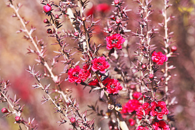 Leptospermum scoparium