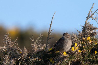 金雀花丛上的Dunnock