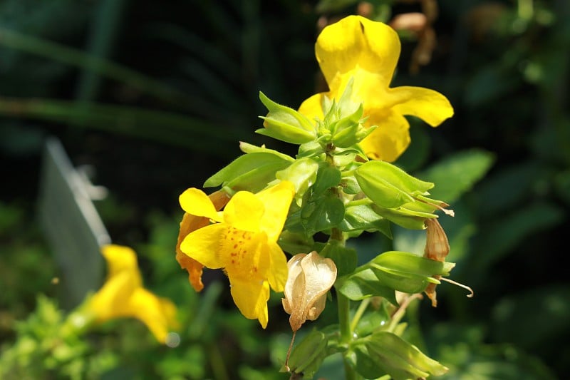 有红色斑点的黄色“猴”花-黄花