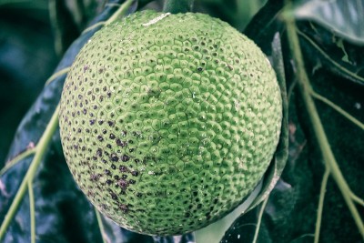 面包果