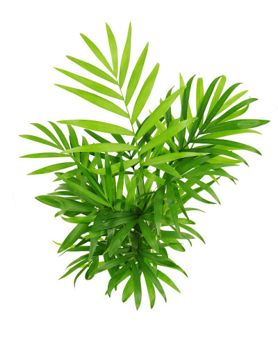 山茶棕榈的绿叶