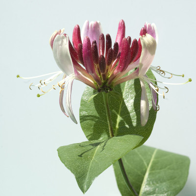 金银花;金银花;caprifolium