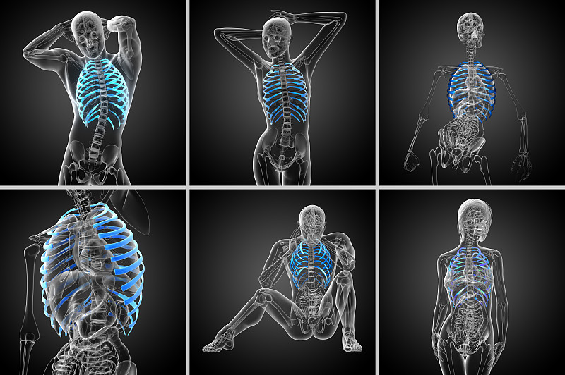 胸腔的3d渲染医学插图