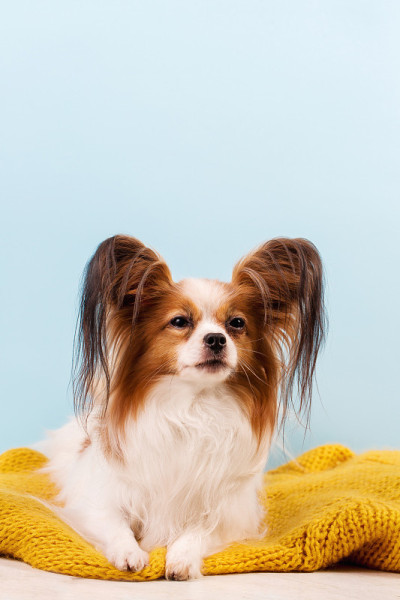 犬种魔