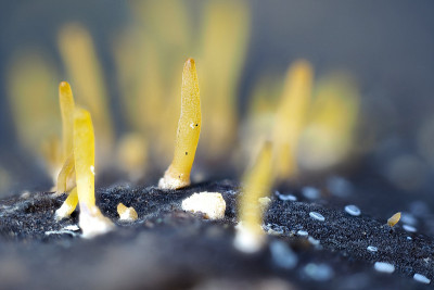 小Stagshorn (Colocybe角膜)是一种生长在硬木上的蘑菇