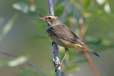 Luscinia svecica pallidogularis。夏天在亚马尔河上的雌鸟