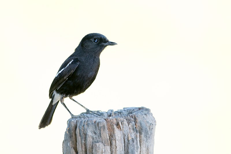 图像的鸟黑色的白色背景。Pied Bushchat (Saxicola caprata)