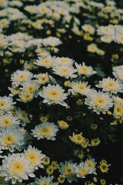 美丽的白色菊花野地背景