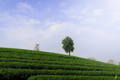美丽的风景，新鲜的绿茶农场，绿色的自然田野背景的秋芳茶园，Mae Chan，泰国清莱。