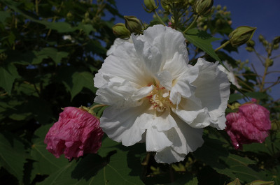 棉花Rosemallow