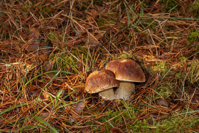 牛肝菌(Boletus edulis)，俗称cep、penny bun、porcino或porcin