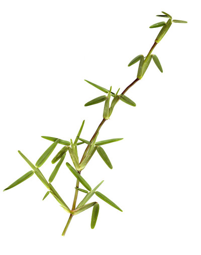 草——孤立