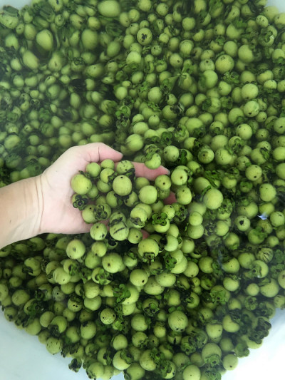 新鲜成熟的黑檀木果实为泰国本土丝绸或织物染色