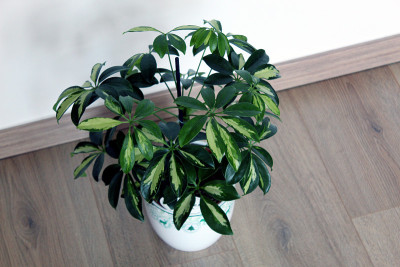 木本上孤立的木本木本植物