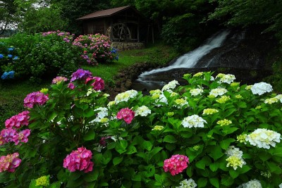 水磨和绣球花