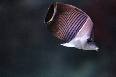 水族馆