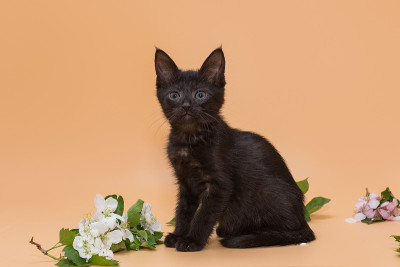 小黑猫和花