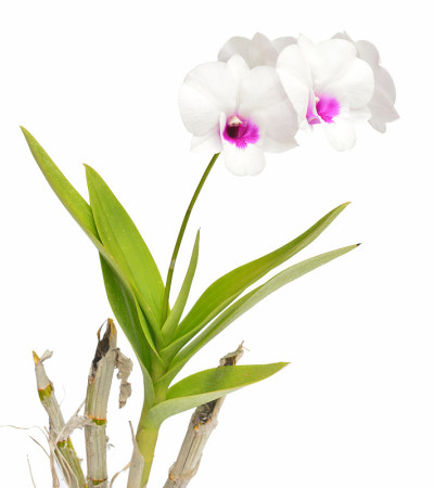 白色的兰花的花