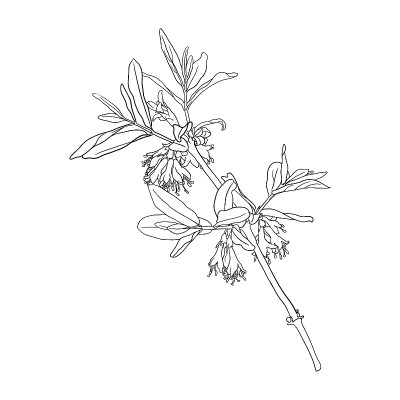 金银花花枝矢量绘制