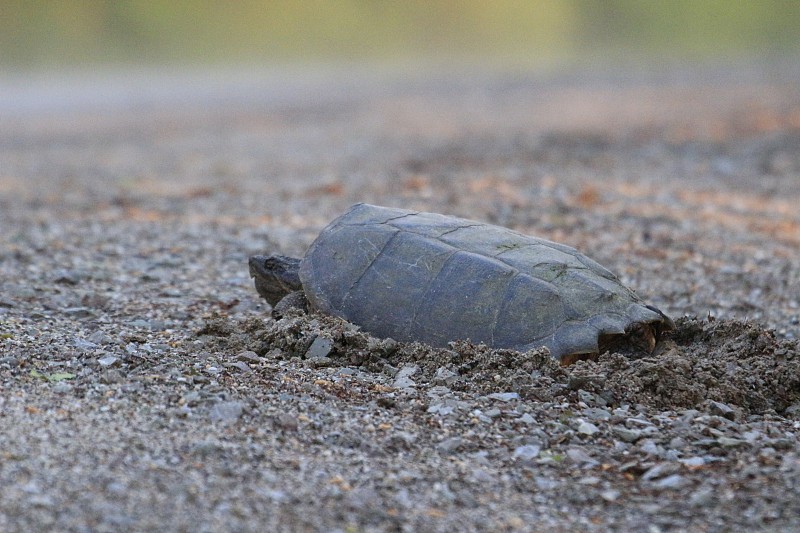 一只鳄龟(Chelydra serpentina)在路边挖一个洞，然后产卵。交通事故是导致海龟死亡的