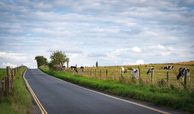 在英格兰威尔特郡埃夫伯里史前站立石附近吃草的奶牛