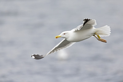一只欧洲银鸥(Larus argentatus)在柏林市的一个湖里飞行