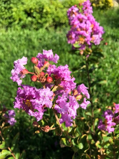 花园里的红石榴花
