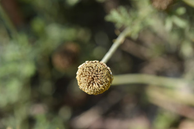 黄色的菊花
