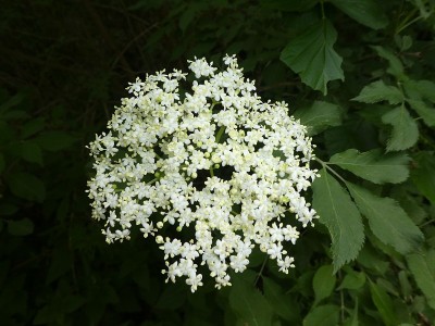 接骨木花的白色花朵
