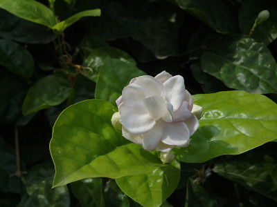 茉莉花