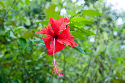 红色的芙蓉