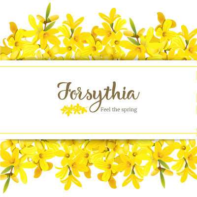 Forsythia suspensa card template with copy space o