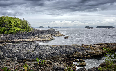 美丽的太平洋海岸海景，针叶林