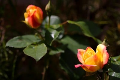杂交茶玫瑰花蕾