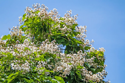 梓树，白花绿叶