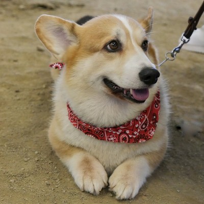彭布罗克威尔士科基犬
