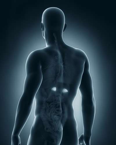 男性肾上腺解剖后视图