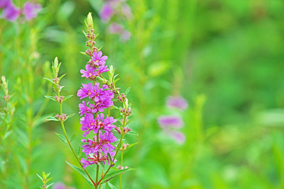 Lythrum