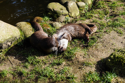 Wildpark黑山