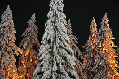 芬兰库奥皮奥的夜晚，松树被雪覆盖