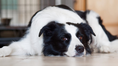 成年边境牧羊犬躺在地上，一脸不悦地看着镜头。
