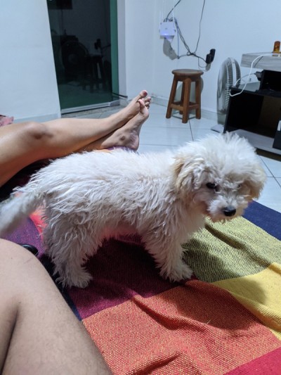 狗