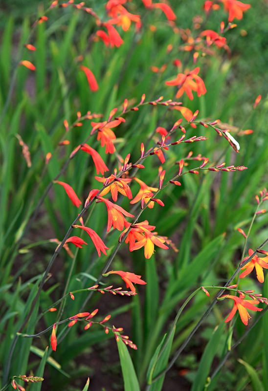 Crocosmia。