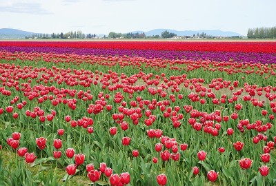 五颜六色的郁金香盛开的田野延伸到地平线