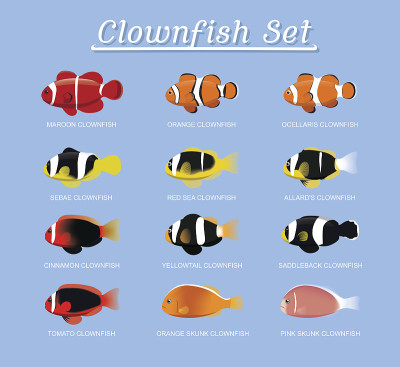 Clownfish Anemonefish Set Cartoon Vector Illustrat