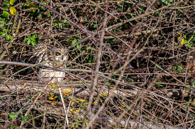 Short-eared owl, asio flammeus, roost in winter tr