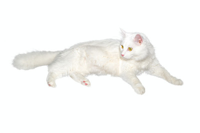 毛茸茸的白色一岁大的自制猫躺在白色孤立的背景上