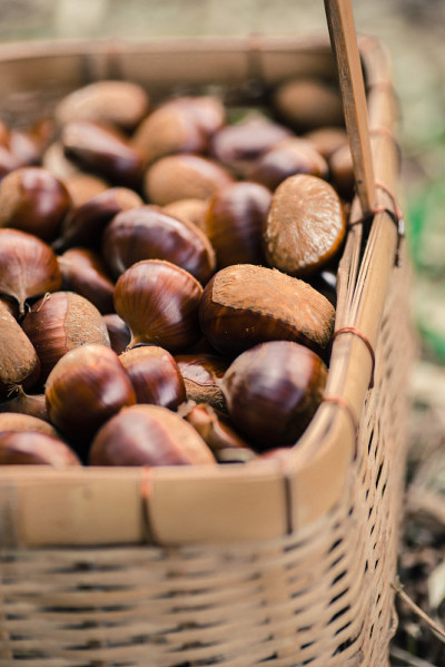 Chestnut